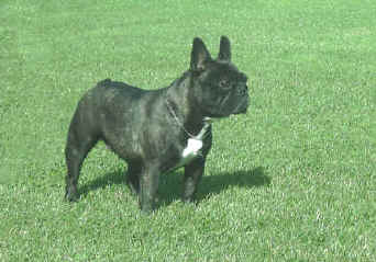 Bouledogue Francesi