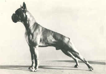 ch.Pirro del David