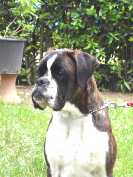 Zora