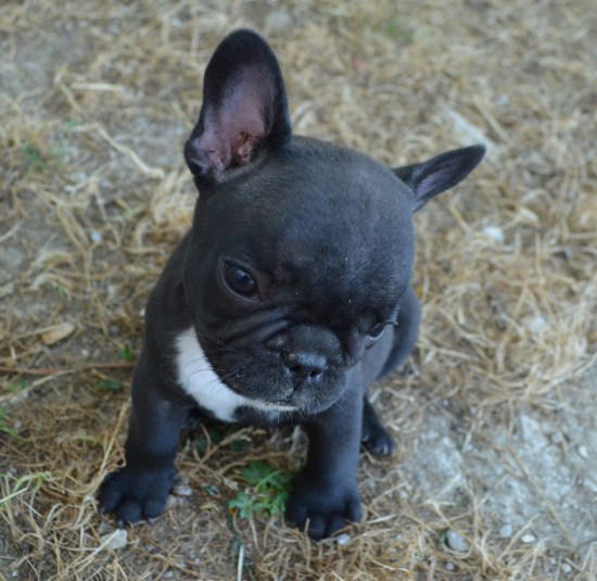 cucciolo filibert